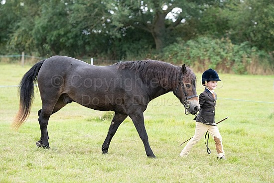 CLASS 22 - In-Hand Best Turned Out 
