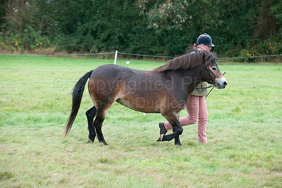 CLASS 9 - DRY MARE, 4 years and over