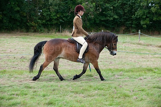CLASS 7c - E.P.S. EXMOOR PONY OF THE YEAR