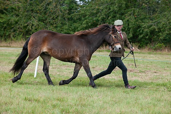 CLASS 7a  -  E.P.S. EXMOOR PONY OF THE YEAR