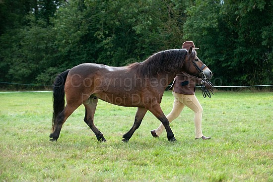 CLASS 8 - GELDING, 4 years and over